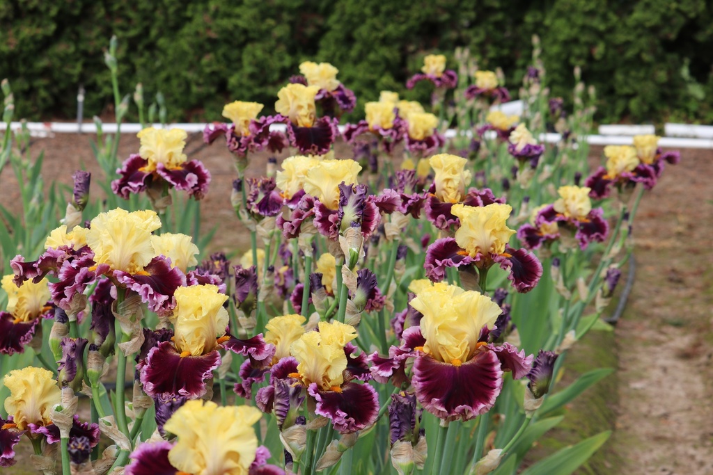 Head Of The Class MidAmerica Garden